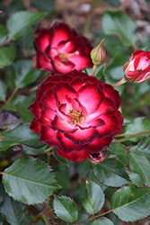 Never Alone Rose (Rosa 'CNLA 362') at Golden Acre Home & Garden