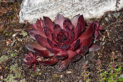 SuperSemp Onyx Hens And Chicks (Sempervivum 'SuperSemp Onyx') at Lakeshore Garden Centres
