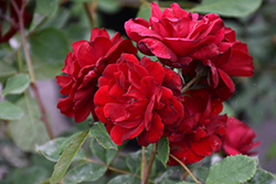 Northern Scarlet Rose (Rosa 'Northern Scarlet') at Lakeshore Garden Centres