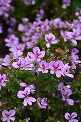 Lemon Scented Geranium (Pelargonium crispum 'Lemona') at Lakeshore Garden Centres