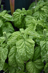 Sweet Mammoth Basil (Ocimum basilicum 'Sweet Mammoth') at Lakeshore Garden Centres