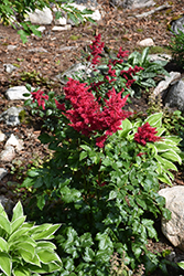 Heavy Metal Astilbe (Astilbe x arendsii 'Heavy Metal') at Peter Knippel Garden Centre