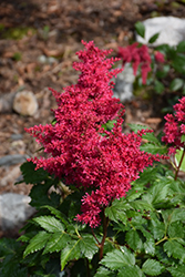 Heavy Metal Astilbe (Astilbe x arendsii 'Heavy Metal') at Golden Acre Home & Garden