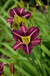 Mary Reed Daylily (Hemerocallis 'Mary Reed') at Lakeshore Garden Centres