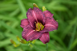 Raspberry Pixie Daylily (Hemerocallis 'Raspberry Pixie') at Lakeshore Garden Centres