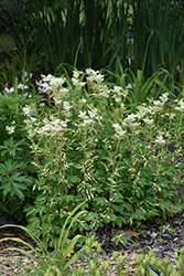Variegated Queen Of The Meadow (Filipendula ulmaria 'Aureovariegata') at Lakeshore Garden Centres