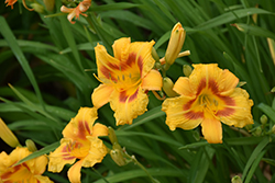 Black Eyed Stella Daylily (Hemerocallis 'Black Eyed Stella') at Lakeshore Garden Centres