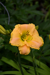 Blossom Music Daylily (Hemerocallis 'Blossom Music') at Lakeshore Garden Centres