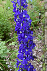 Bellamosum Belladonna Larkspur (Delphinium x belladonna 'Bellamosum') at Lakeshore Garden Centres