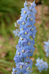 Aurora Light Blue Larkspur (Delphinium 'Aurora Light Blue') at Lakeshore Garden Centres