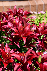 Blackjack Lily (Lilium 'Blackjack') at Lakeshore Garden Centres