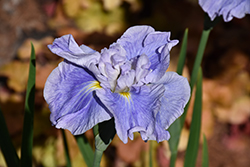 Dinner Plate Ice Cream Japanese Iris (Iris ensata 'Ice Cream') at Lakeshore Garden Centres