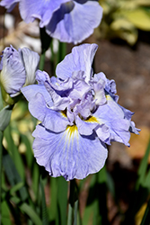 Dinner Plate Ice Cream Japanese Iris (Iris ensata 'Ice Cream') at Lakeshore Garden Centres