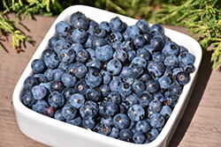 Velvet-leaved Blueberry (Vaccinium myrtilloides) at Lakeshore Garden Centres