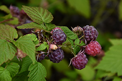 Jewel Black Raspberry (Rubus occidentalis 'Jewel') at Peter Knippel Garden Centre