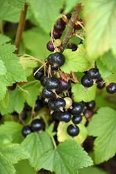 Ben Lomond Black Currant (Ribes nigrum 'Ben Lomond') at Lakeshore Garden Centres