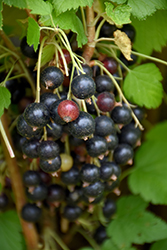 Ben Sarek Black Currant (Ribes nigrum 'Ben Sarek') at Lakeshore Garden Centres