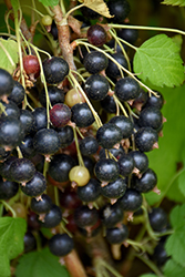 Ben Nevis Black Currant (Ribes nigrum 'Ben Nevis') at Lakeshore Garden Centres