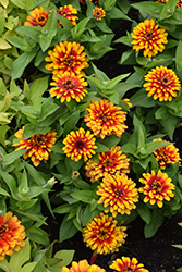Swizzle Scarlet and Yellow Zinnia (Zinnia 'Swizzle Scarlet and Yellow') at Lakeshore Garden Centres