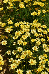 Leading Lady Lauren Tickseed (Coreopsis 'Leading Lady Lauren') at Lakeshore Garden Centres