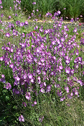 Stark's Hybrids Prairie Mallow (Sidalcea 'Stark's Hybrids') at Lakeshore Garden Centres