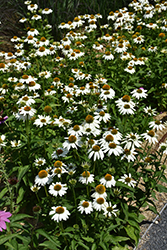 PowWow White Coneflower (Echinacea purpurea 'PowWow White') at Peter Knippel Garden Centre