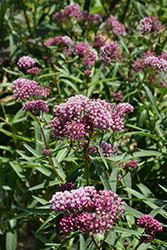 Cinderella Milkweed (Asclepias incarnata 'Cinderella') at Green Thumb Garden Centre