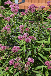 Cinderella Milkweed (Asclepias incarnata 'Cinderella') at Green Thumb Garden Centre