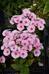 Baby Doll Pink Garden Phlox (Phlox paniculata 'Baby Doll Pink') at Lakeshore Garden Centres