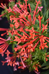 Estrellita Little Star Firecracker Bush (Bouvardia 'WINBUESLST') at Lakeshore Garden Centres