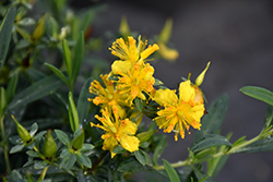 Blues Festival St. John's Wort (Hypericum kalmianum 'SMHKBF') at Lakeshore Garden Centres