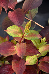 Midnight Sun Reblooming Weigela (Weigela florida 'Verweig9') at Lakeshore Garden Centres