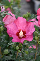 Paraplu Rouge Rose of Sharon (Hibiscus syriacus 'Minsyrou17') at Peter Knippel Garden Centre