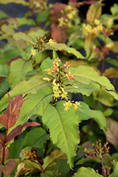Kodiak Fresh Diervilla (Diervilla 'SMNDSS') at Lakeshore Garden Centres