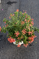 Estrellita Little Star Firecracker Bush (Bouvardia 'WINBUESLST') at Lakeshore Garden Centres