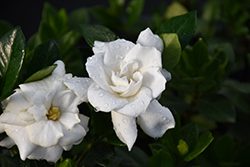 Steady As She Goes Gardenia (Gardenia jasminoides 'Prince Charles') at Lakeshore Garden Centres