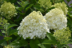 Fire Light Tidbit Hydrangea (Hydrangea paniculata 'SMNHPK') at Green Thumb Garden Centre
