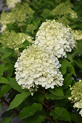 Little Lime Punch Hydrangea (Hydrangea paniculata 'SMNHPH') at Peter Knippel Garden Centre