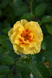 Rise Up Ringo Rose (Rosa 'ChewGateway') at Lakeshore Garden Centres