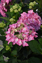 Let's Dance Can Do! Hydrangea (Hydrangea 'SMNHSI') at Lakeshore Garden Centres
