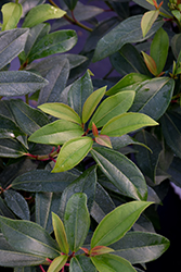 Yin Viburnum (Viburnum 'NCVX2') at Lakeshore Garden Centres