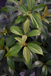 Yang Viburnum (Viburnum 'NCVX3') at Lakeshore Garden Centres