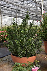 Castle Keep Meserve Holly (Ilex x meserveae 'SMNIFA') at Lakeshore Garden Centres