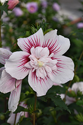 Starblast Chiffon Rose of Sharon (Hibiscus syriacus 'Rwoods6') at Lakeshore Garden Centres