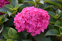 Let's Dance Loveable Hydrangea (Hydrangea macrophylla 'SMNHMTB') at Lakeshore Garden Centres