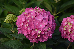 Let's Dance Arriba! Hydrangea (Hydrangea 'SMNHSC') at Lakeshore Garden Centres