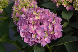 Let's Dance Sky View Hydrangea (Hydrangea 'SMNHSME') at Lakeshore Garden Centres