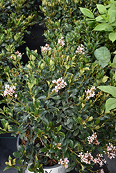 La Vida Mas Indian Hawthorn (Rhaphiolepis indica 'SMNRICS') at Lakeshore Garden Centres