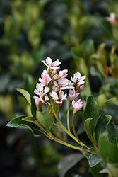 La Vida Mas Indian Hawthorn (Rhaphiolepis indica 'SMNRICS') at Lakeshore Garden Centres