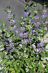 Beyond Midnight Caryopteris (Caryopteris x clandonensis 'CT-9-12') at Lakeshore Garden Centres
